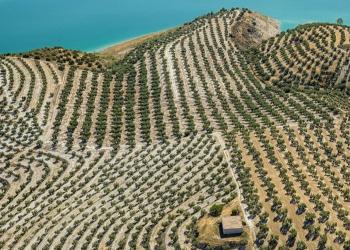 Lautan Zaitun Tanpa Ujung di Andalusia, Penghasil Lebih dari Separuh Minyak Zaitun Dunia!