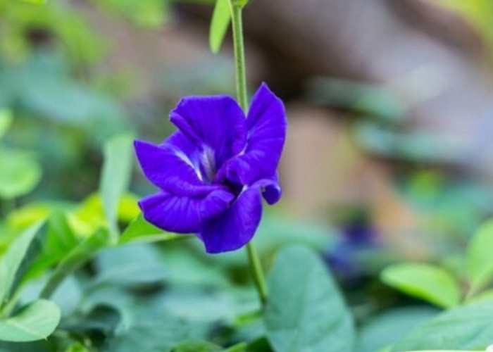 Bunga Telang Bukan Sekadar Tanaman Hias, Ini Manfaat Hebatnya bagi Kesehatan