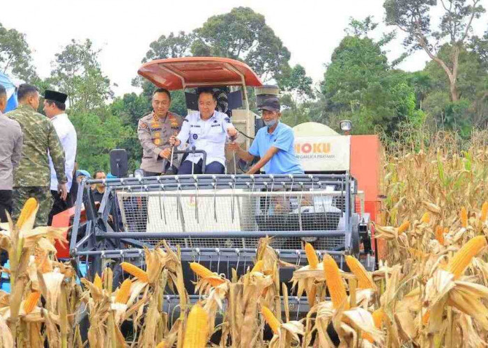 Hadiri Panen Raya Jagung di OKU Selatan, Cik Ujang Tegaskan Komitmen Sumsel Dukung Ketahanan Pangan Nasional