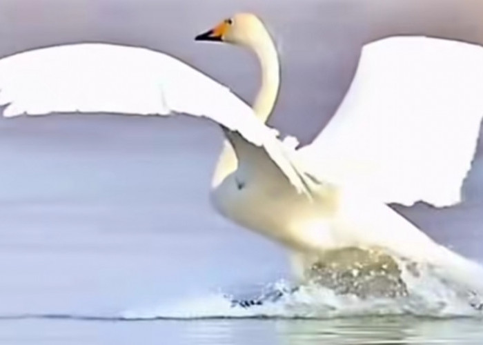 Mirip Berselancar! Begini Cara Angsa Redam Benturan Saat Turun ke Air