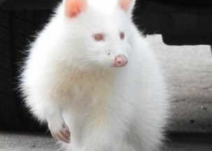 Langka dan Rentan, Ini Kisah Perjuangan Rakun Albino Menghindari Predator