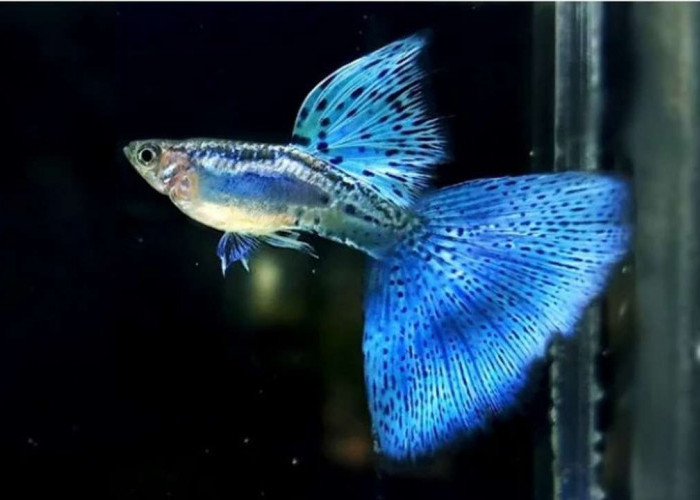 Pesona Si Biru! Jenis Guppy Tercantik yang Bikin Akuarium Kamu Makin Kece!