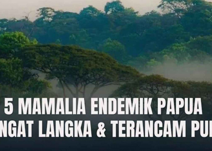 5 Mamalia Endemik Papua yang Sangat Langka dan Terancam Punah