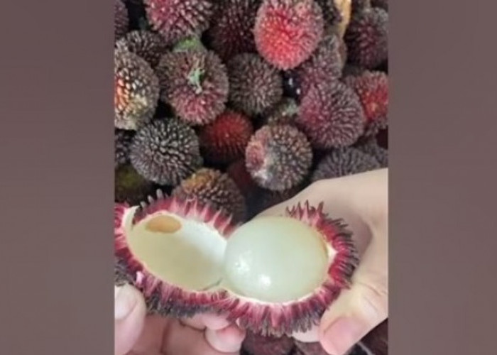 Mirip Rambutan Tapi Jauh Lebih Manis! Buah Kalasan Ini Mulai Langka
