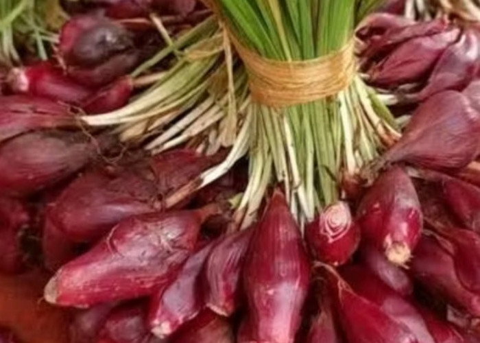 Bawang Dayak, Tanaman Herbal Kalimantan dengan Segudang Manfaat Kesehatan