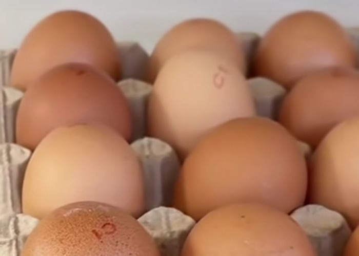 Telur Besar atau Kecil, Mana yang Lebih Sehat? Ini Penjelasan Lengkapnya