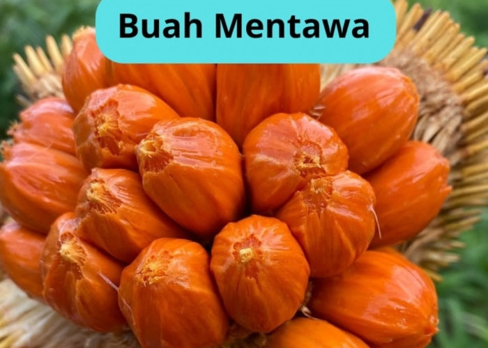 Mengenal Buah Mentawa, Buah Langka Asli Kalimantan dengan Rasa Unik