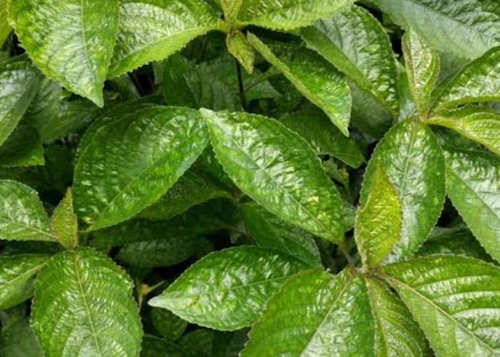 Keji Beling untuk Kesehatan: Khasiat, Cara Konsumsi, dan Manfaat Alaminya