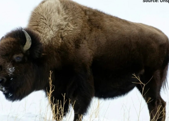 Ngeri! Hewan 900 Kg Ini Bisa Lari 73 Km/Jam, Bahkan Kuda Pun Kalah