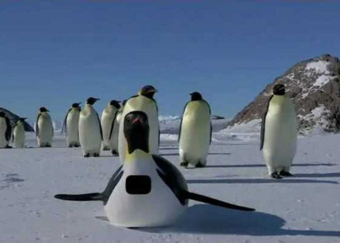 Terlihat Gemas, Tapi Tough! Ini Rahasia Keajaiban Hidup Penguin!