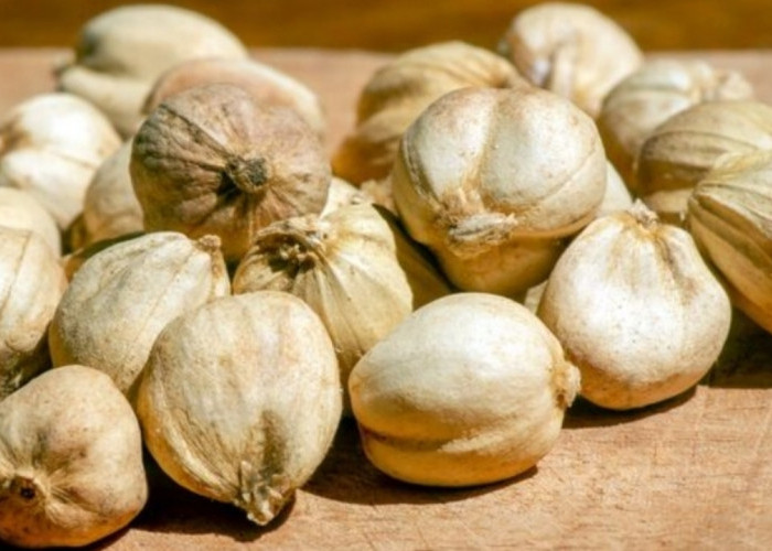 Kapulaga dan Manfaatnya bagi Kesehatan, Rempah Tradisional Kaya Antioksidan