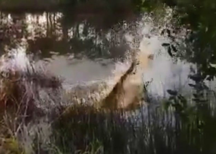 Buaya Masuki Pemukiman Warga Sako Makmur