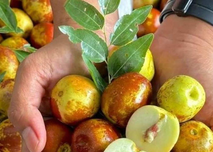 Manfaat Buah Jujube, Bidara Cina yang Dikenal sebagai Buah Kurma Merah