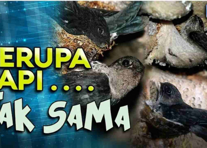 Jangan Sampai Salah! Ini Perbedaan Burung Walet dan Burung Sriti yang Wajib Kamu Tahu