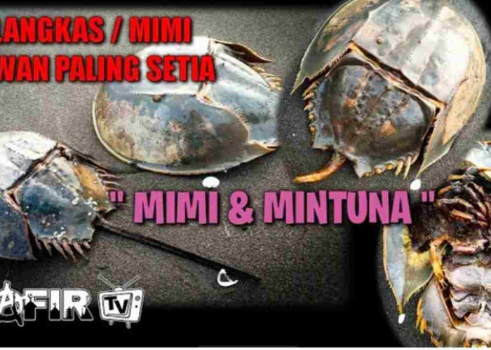 Misteri Belangkas, Si Mematikan yang Ternyata Punya Kisah Unik!