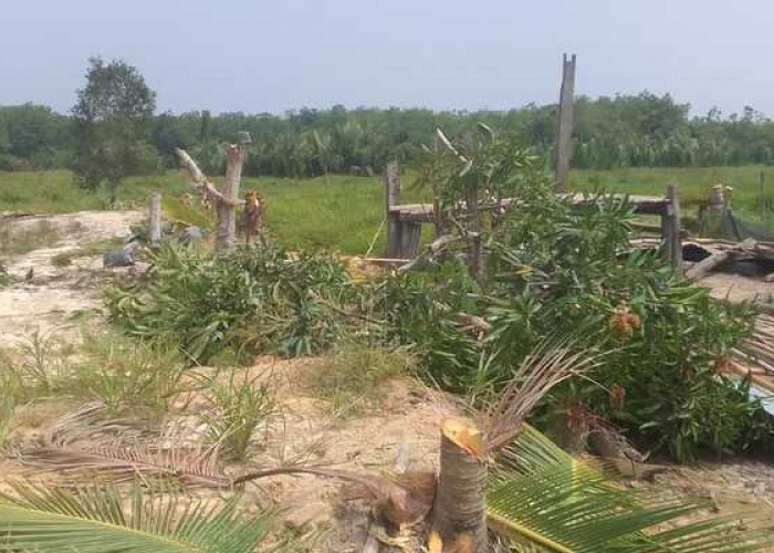 Polemik Agrowisata Religi dan Cetak Sawah di Desa Langkan Banyuasin, Tanaman Petani Dirusak