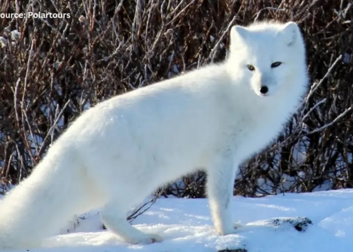 Bukan Beruang Kutub! Inilah Hewan Paling Tahan Dingin di Bumi