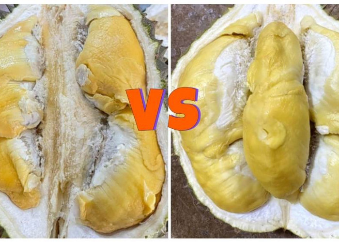 Perbandingan 2 Durian Kualitas Super, Bawor vs Musang King. Kamu Pilih yang Mana?