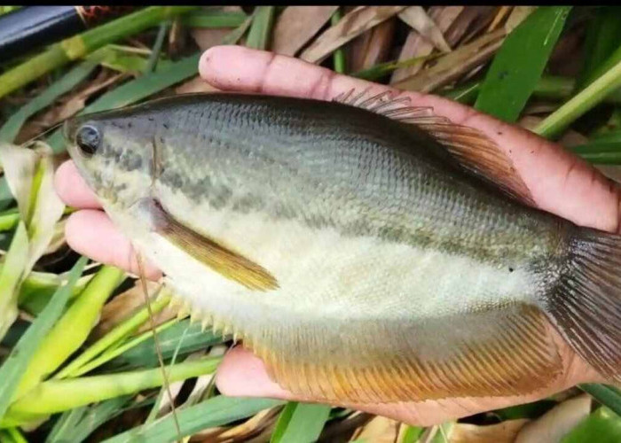 Dulu Melimpah, Kini Langka: Nasib Ikan Sepat Siam di Perairan Banyuasin