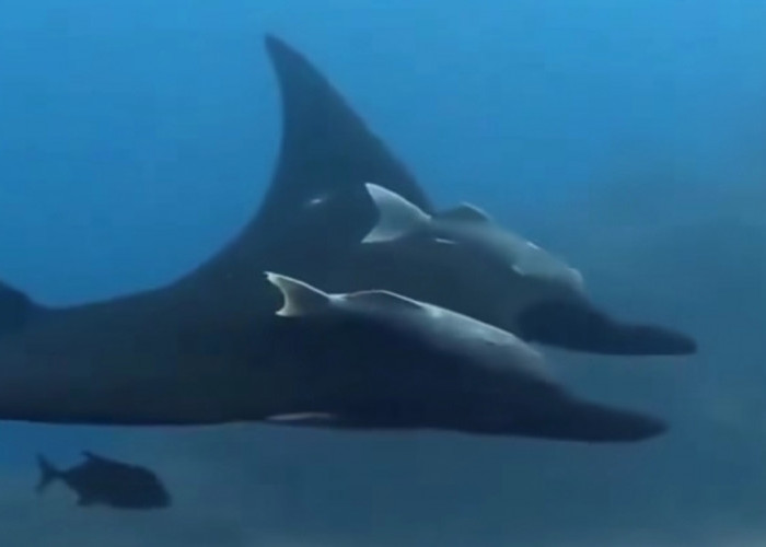 Mengenal Manta Birostris, Pari Terbesar di Dunia dengan Sayap Hingga 9 Meter