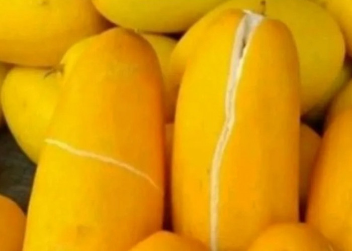 Timun Suri dan Manfaat Seratnya, Bantu Pencernaan Tetap Lancar Saat Puasa