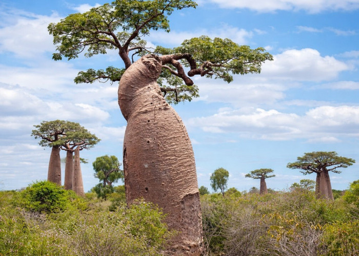 Mengenal Baobab, Pohon Penyimpan Ribuan Liter Air yang Bisa Hidup Ribuan Tahun