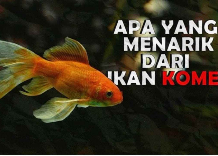 Ikan Komet, Keindahan dan Keistimewaan yang Membuatnya Populer di Akuarium