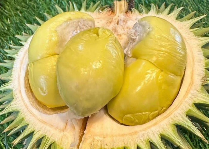 Tahukah Kamu, Durian Satu Ini Mempunyai Bentukan yang Unik,Lucu dan Juga Menggemaskan Lho