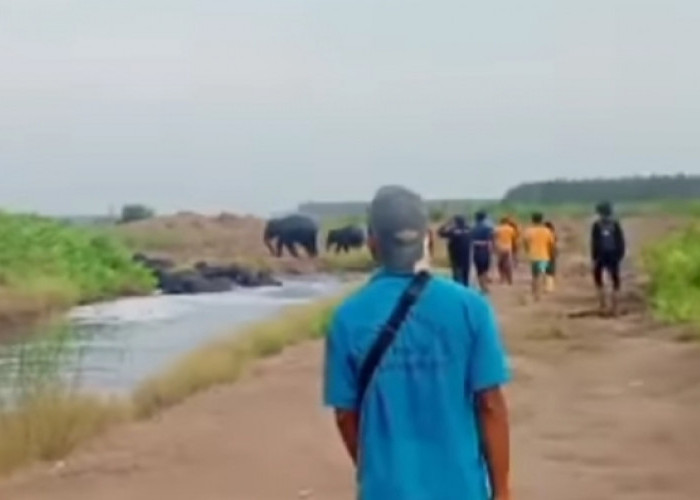 Kawanan Gajah Masuk Permukiman, Warga Air Sugihan OKI Resah