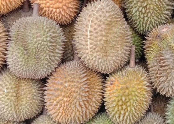 10 Provinsi Penghasil Durian Terbanyak di Indonesia, Sumatera Selatan Nomor Berapa?
