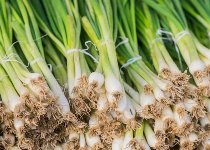 Jarang Diketahui! Daun Kucai Ampuh Jaga Kesehatan Mata dan Cegah Gangguan Penglihatan