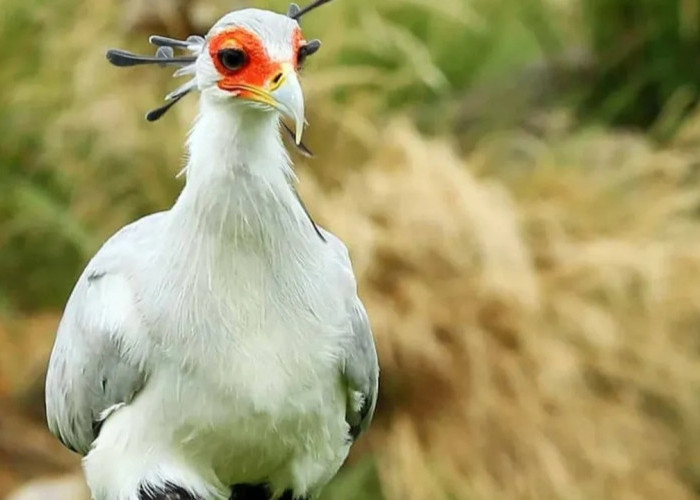 Burung Sekretaris Afrika, Anggun Bak Model tetapi Pemburu Ulung yang Ditakuti Mangsa