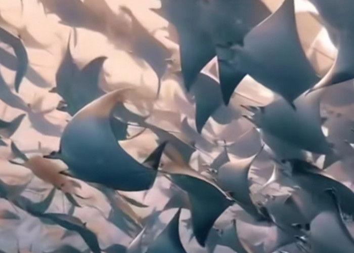 Fenomena Langka! Ribuan Pari Mobula Bermigrasi Massal di Baja California