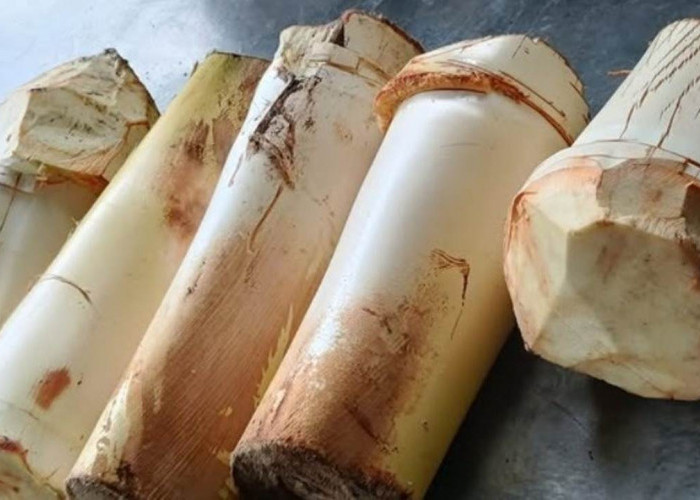 Jarang Dijual di Pasar, Umbut Kelapa Justru Jadi Hidangan Istimewa yang Bikin Nagih