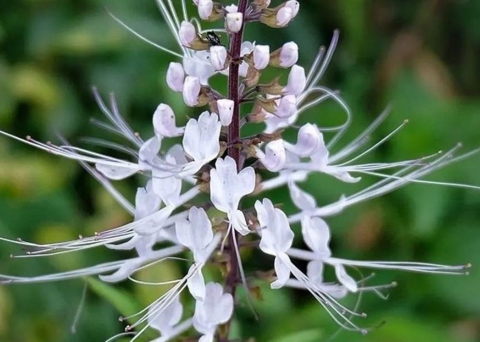 Ramuan Herbal yang Ampuh, 4 Manfaat Daun Kumis Kucing untuk Menyembuhkan Penyakit