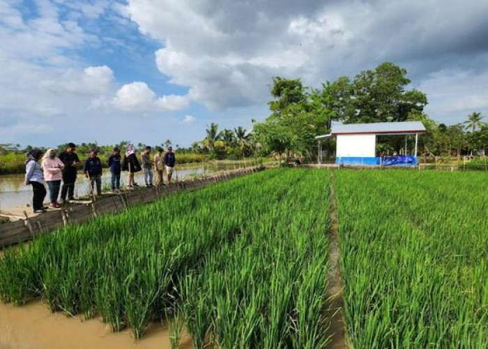 Berhasil Kembangkan Mina Padi di Sungai Rebo Banyuasin, Kilang Pertamina Plaju Raih Penghargaan Gold