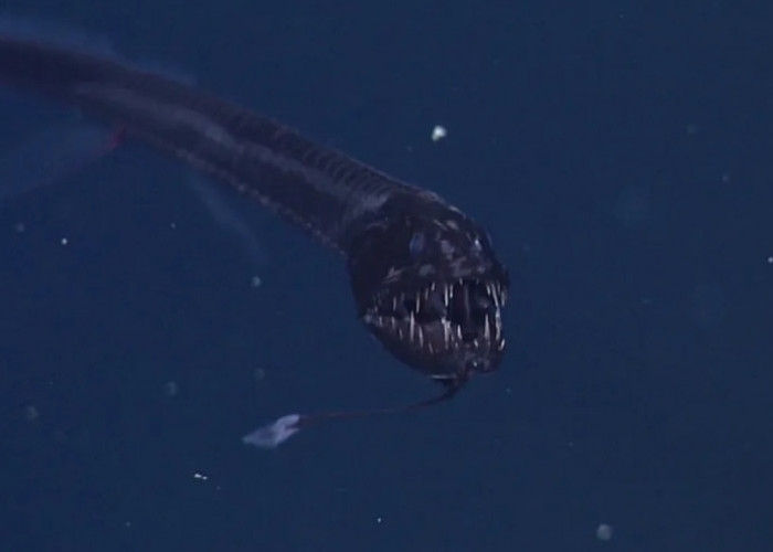 Dragonfish, Penghuni Sunyi Laut Dalam yang Muncul Saat Malam
