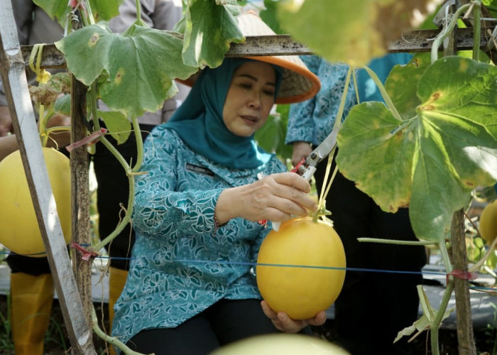 Ketua TP PKK Sumsel Panen Melon Binaan PKK OKU