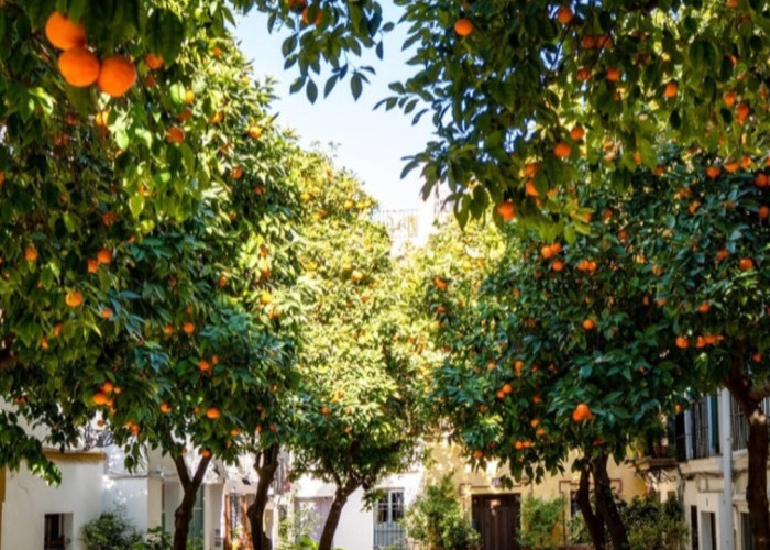 Jangan Kaget! 40 Ribu Pohon Jeruk di Kota Ini Ternyata Tak Boleh Dimakan, Ini Alasannya