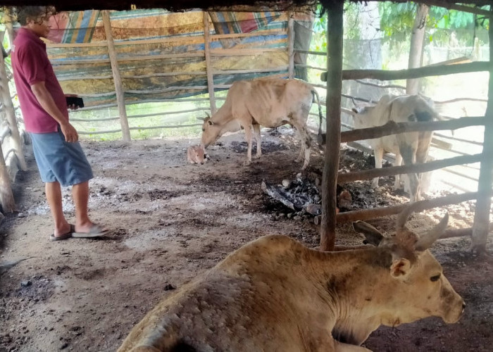 Puluhan Ekor Sapi Sakit di Desa Bengkuang Banyuasin Mati, Ini Penyebabnya