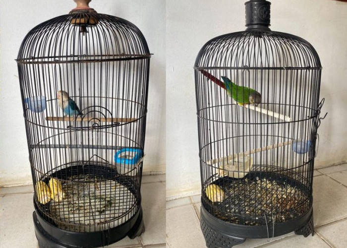 Nekat! Burung Eksotis Rp17 Juta Dicuri dari Palembang Bird Park, Pelaku Ditangkap Polisi