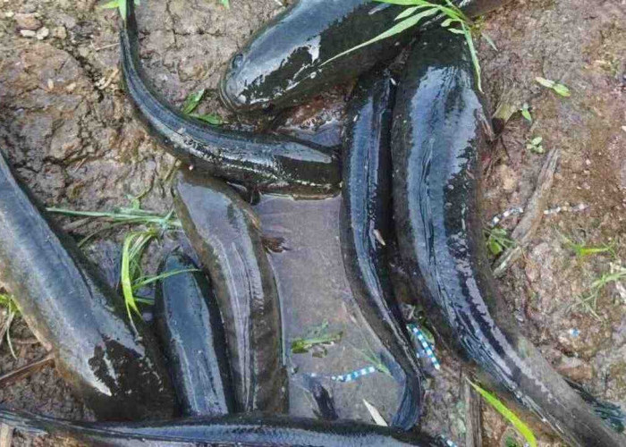 Ikan Gabus, Sumber Protein Alami dengan Manfaat Besar bagi Kesehatan