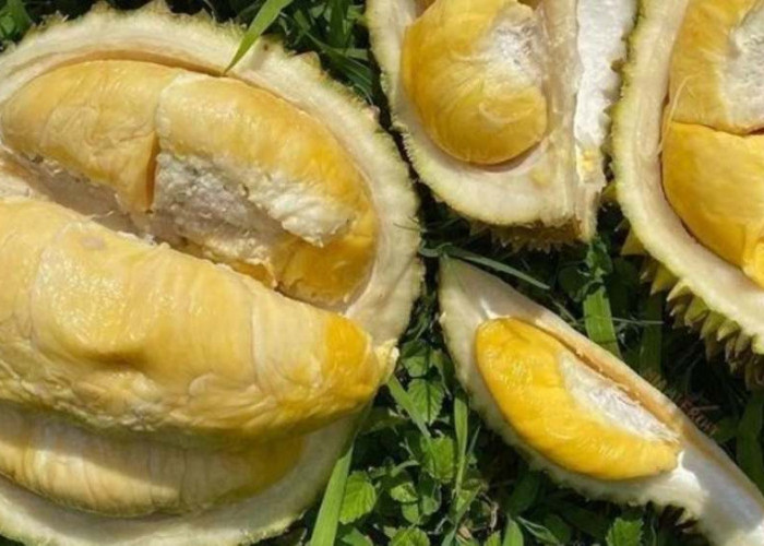 Pecinta Durian Wajib Tahu! 5 Makanan Yang Harus Dihindari Ketika Menikmati Durian