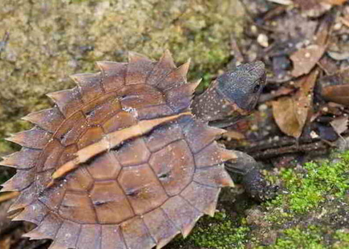 Kura-kura Matahari, Keajaiban Hayati Indonesia yang Berada di Ambang Kepunahan