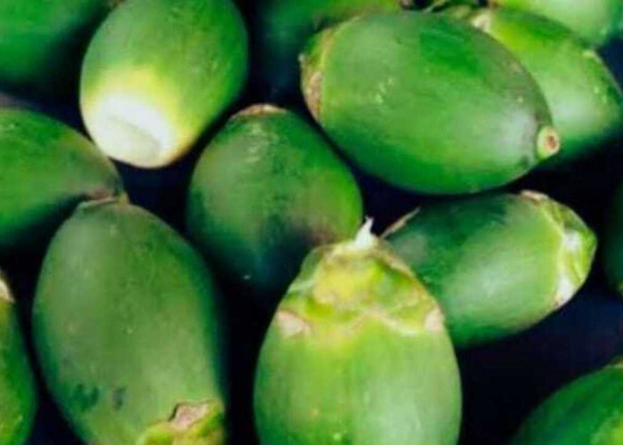 Pinang Muda, Warisan Tanaman Tradisional dengan Segudang Khasiat