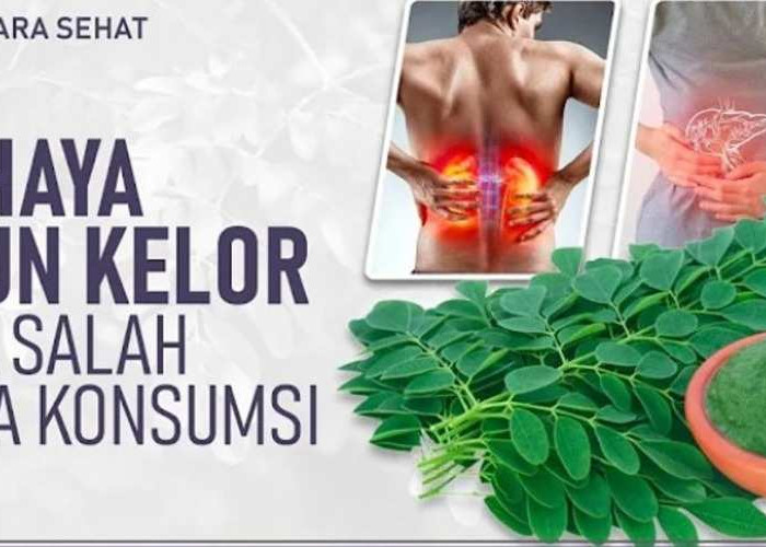 Jangan Asal Makan! Ini Bahaya Daun Kelor yang Bikin Kamu Kaget!