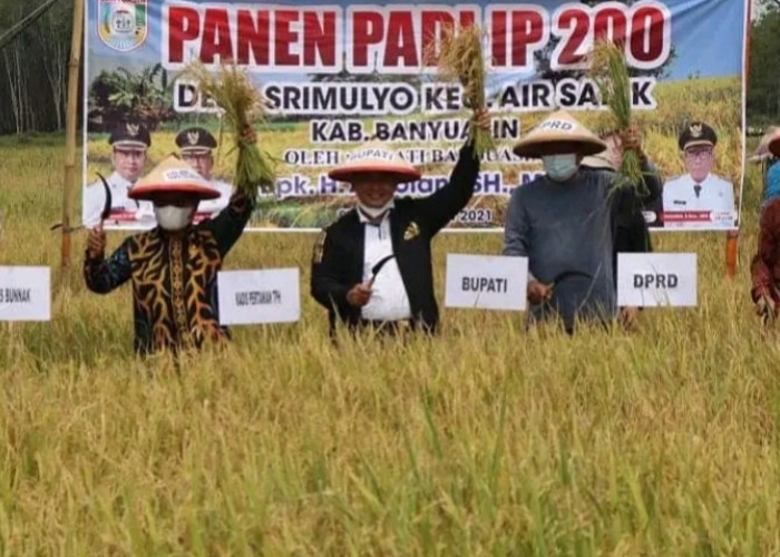 Banyuasin Kokoh Jadi Lumbung Pangan Nasional, Produksi Padi Capai 1,16 Juta Ton