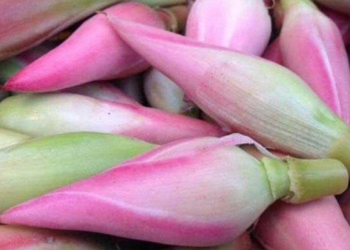 Penderita Diabetes Wajib Tahu, Ini Manfaat Tersembunyi Kecombrang