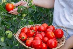 Rahasia Tomat untuk Jantung Sehat dan Tekanan Darah Stabil