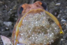 Mouth-Brooding: Ketika Mulut Jadi 'Bunker' Bayi di Dunia Air